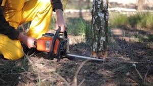 Best Hazardous Tree Removal  in Winnfield, LA